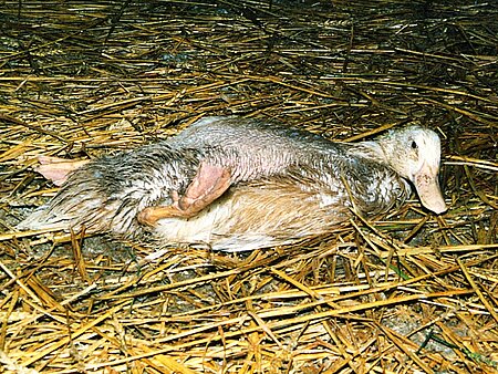 Ente in der Intensivmast - Auf das Wohl des Individuums wird keine Rücksicht genommen.