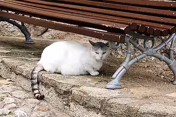Trächtige Straßenkatze 
