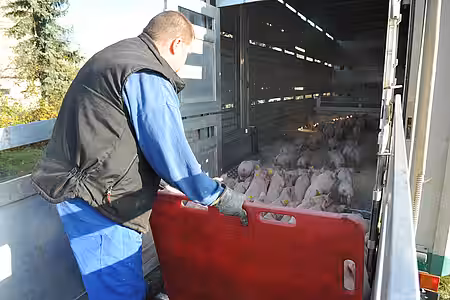 Schweine werden verladen 
