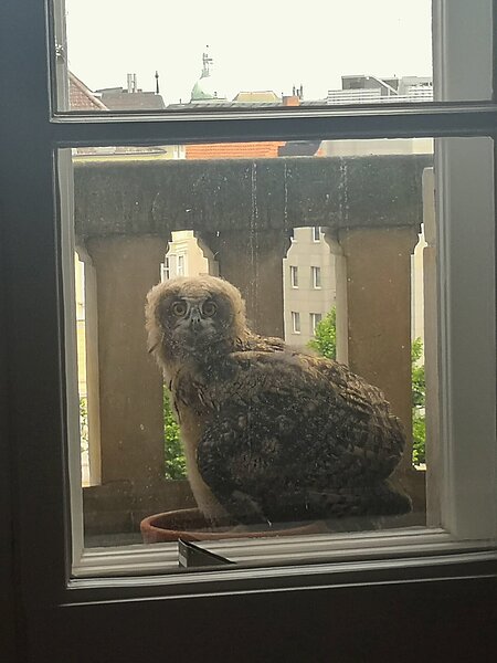 Uhu Otto schaut neugierig durch das Bürofenster.