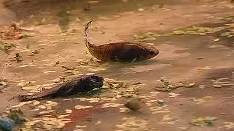 Auch das gehört dazu: tote Fische in einer Zoohandlung.
