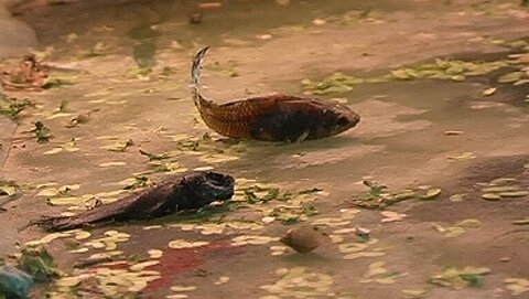 Auch das gehört dazu: tote Fische in einer Zoohandlung.
