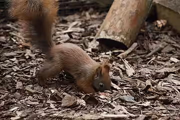 Hörnchen beim Verbuddeln einer Nuss.