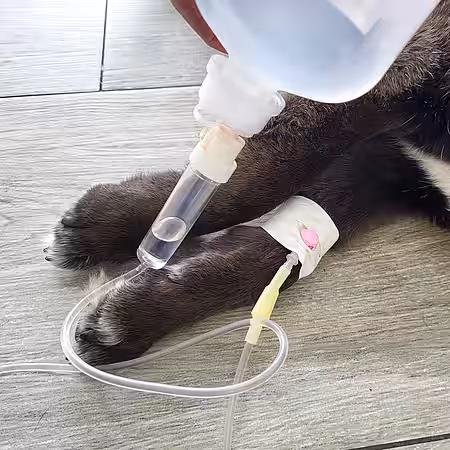 Eine Infusion kann Leben retten.