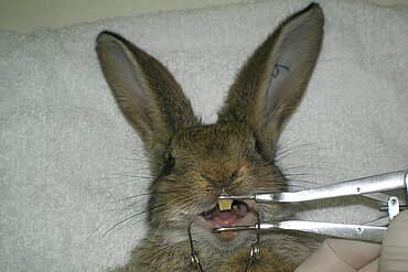 Kaninchen Zahnkontrolle.