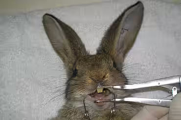 Kaninchen Zahnkontrolle.