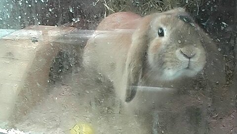 Nicht selten werden Tiere auch aus Mitleid gekauft, doch mit dem Kauf wird das „System“ unterstützt.