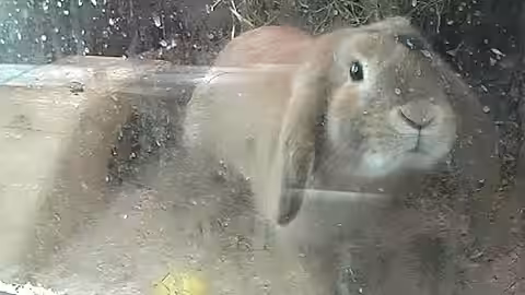 Nicht selten werden Tiere auch aus Mitleid gekauft, doch mit dem Kauf wird das „System“ unterstützt.