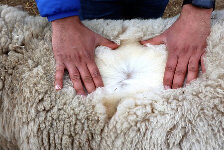 Je nach Rasse wächst die Wolle jährlich um bis zu 20 cm.