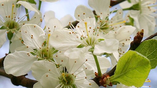 Kirschblüten