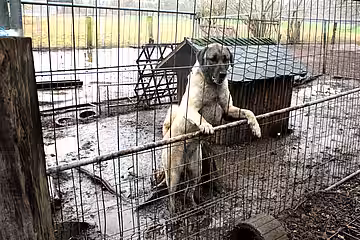 Animal Hoarding- Fall Brandenburg Schöneiche