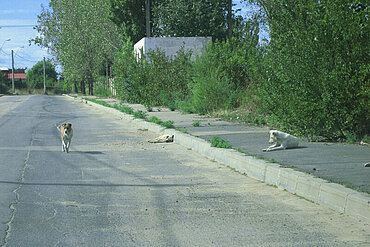 Straßenhunde im rumänischen Bukarest.
