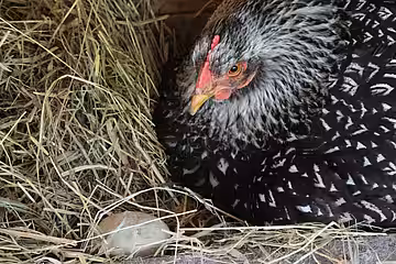 Hybridhüher legen nur im 1ten Jahr viele Eier, Rassehühner halten ihre Legeleitung meist mindestens 3 Jahre lang. 