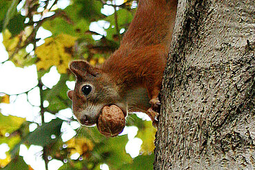 Eichörnchen mit Walnuss