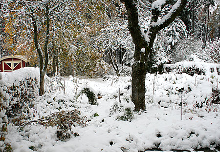 Tief verschneiter Naturgarten