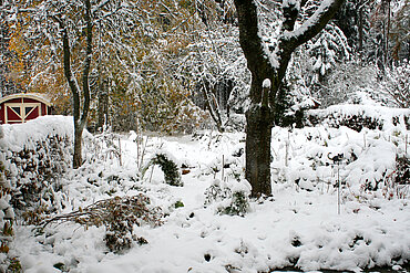 Tief verschneiter Naturgarten