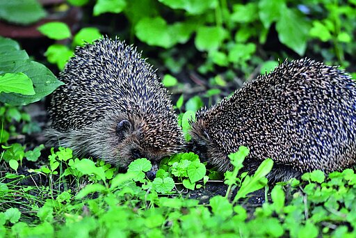 Beim Igelkarussell wirbt das Männchen stundenlang um das Igelweibchen herum.