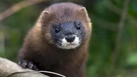 Europäischer Nerz Europäischer Nerz