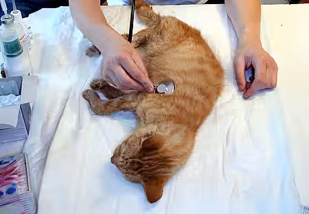 Katze beim Tierarzt.