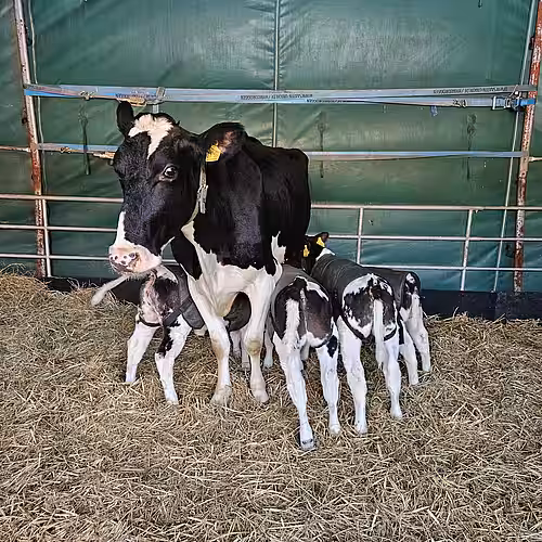 Mama Kuh Aurelia mit ihren vier Kälbern.