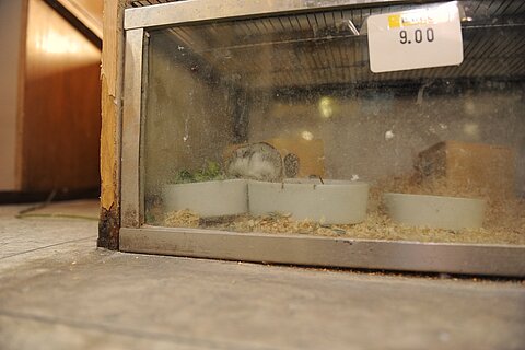 Keine Rückzugsmöglichkeiten: Gerade in Zoohandlungen werden Tiere zur Schau gestellt, damit sie gekauft werden.