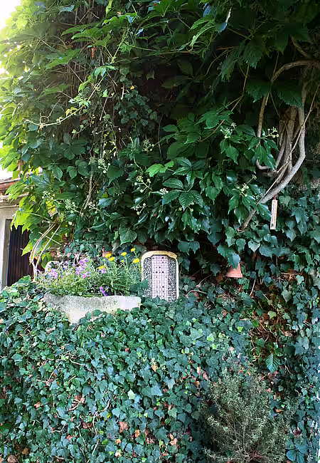 Mit Efeu und Wildem Wein berankte Fassade 