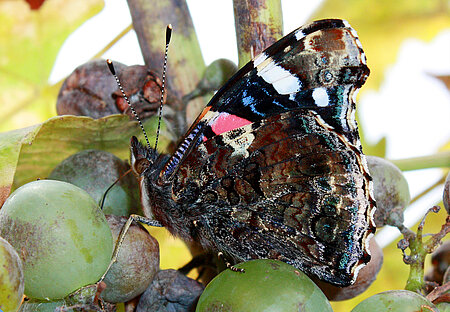 Ein Schmetterling (Admiral, Vanessa atalanta) saugt an den süßen Früchten des Wilden Weines