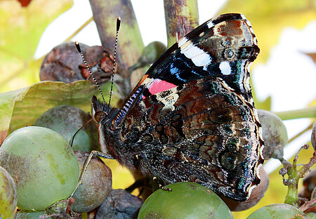 Ein Schmetterling (Admiral, Vanessa atalanta) saugt an den süßen Früchten des Wilden Weines 