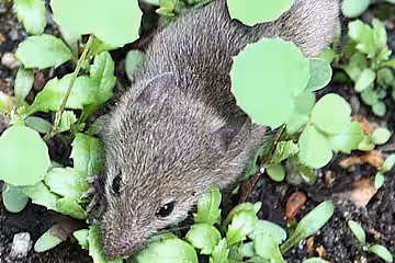 Mäuse und Igel suchen gerne Unterschlupf in Holzhaufen.