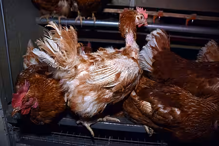 Bio-Eier aus der Massentierhaltung.