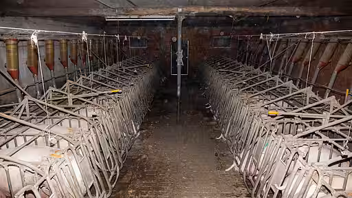 Sauen im Kastenstand. In diesen Käfigen können sich die Tiere nicht bewegen. Sauen im Kastenstand. In diesen Käfigen können sich die Tiere nicht bewegen.