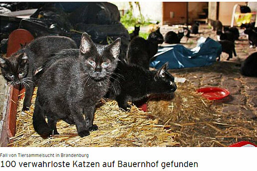 100 verwahrloste Katzen auf Bauernhof gefunden