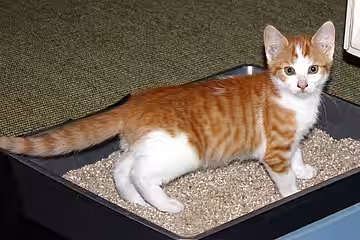 gepflegte Katzentoilette