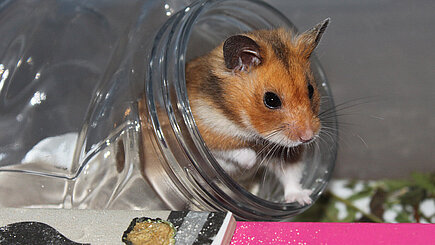 Ein Hamster in seinem Gehege