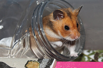 Ein Hamster in seinem Gehege