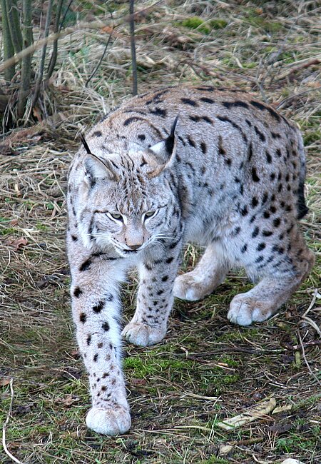 Eurasischer Luchs (Lynx lynx).