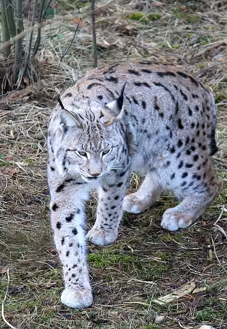 Eurasischer Luchs (Lynx lynx).