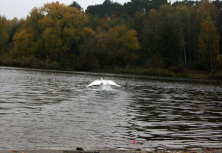 Der gerettete Schwan fliegt wieder 