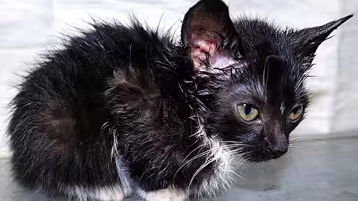 Krankes Straßenkatzen-Baby in einem Kitty-Forum.
