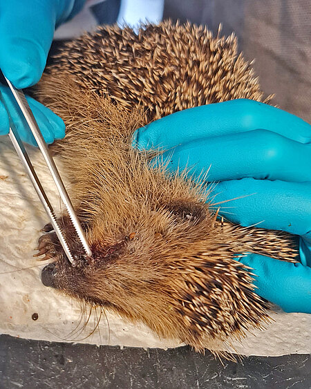 Ein Igel wird untersucht.