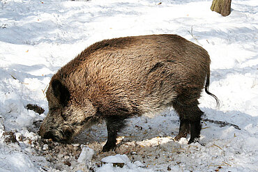 Wildschwein im Schnee