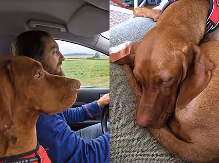 Hund Maja Druckverband am Ohr eines Hundes