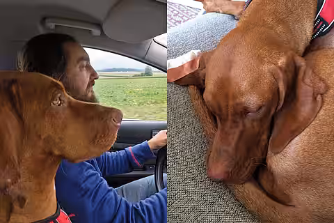 Druckverband Druckverband am Ohr eines Hundes