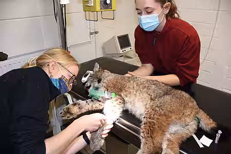 Tierärztin Karolin Schütte bei der Blutentnahme