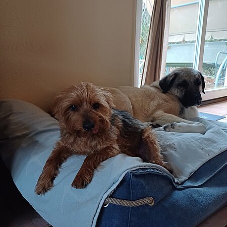 „Monty übernimmt die Herrschaft über die Hundebetten“