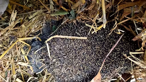 Dieses Igelweibchen liegt mit ihren Jungtieren im Nest Dieses Igelweibchen liegt mit ihren Jungtieren im Nest