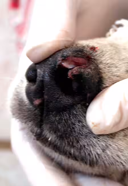 Animal Hoarding Fall Hohengörsdorf 