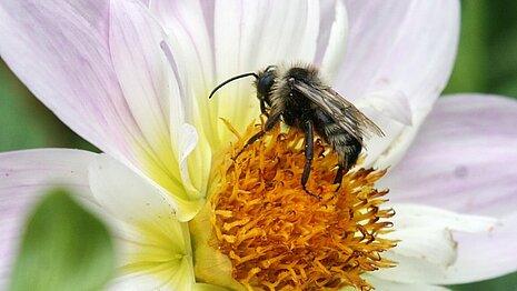 Graue Sandbiene (Andrena cineraria) 