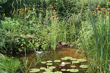 Sommerteich