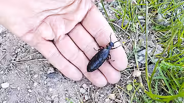 Ölkäfer sind friedfertig und harmlos, so lange man ihnen keine Angst macht. 